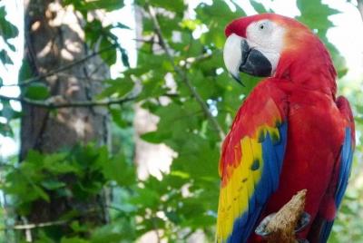 Tour guiado BioParque do Rio con traslado