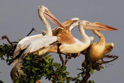 Sunset Tour con Bird Sanctuary y Rice archivaron Tour en Pea Reai