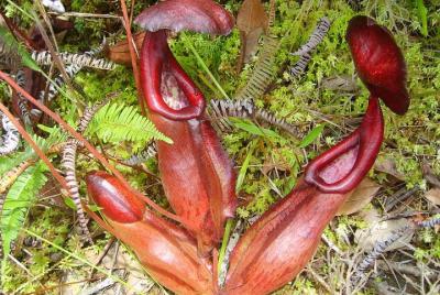 2 días destacados de Kampot y Kep