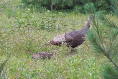 Caminata de observación de aves en el parque Algonquin de 3 horas (privada: el precio es para hasta 4 personas) Caminata de observación de aves en el parque Algonquin de 3 horas (privada: el precio es para hasta 4 personas)