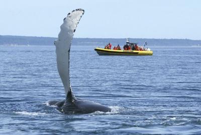 Crucero de avistamiento de ballenas en grupos pequeños desde Tadoussac o Charlevoix Crucero de avistamiento de ballenas en grupos pequeños desde Tadoussac o Charlevoix