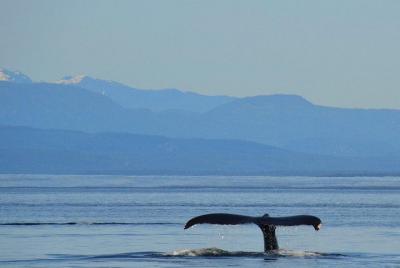 Encuentro de animales grandes de 7 horas