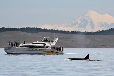 Crucero de avistamiento de ballenas y la fauna y flora de Victoria