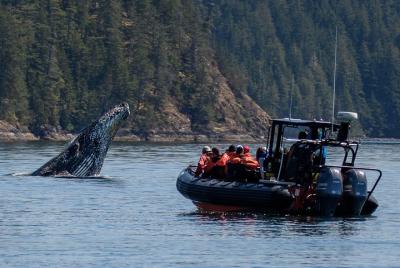 Tour de observación de ballenas por la tarde de 4 horas