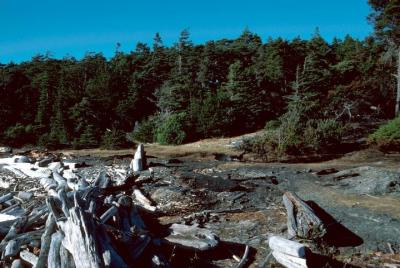 Taxi acuático al Parque Provincial Marino Discovery Island Taxi acuático al Parque Provincial Marino Discovery Island