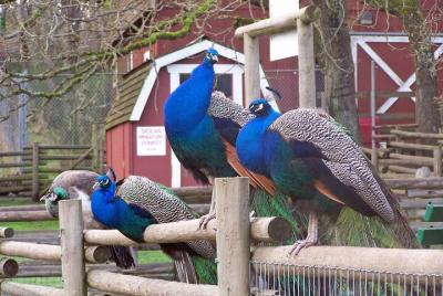 Recorrido familiar en bicicleta en Victoria