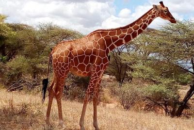 Entrada al Parque Nacional Nairobi