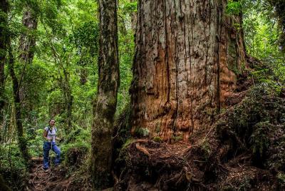 Tour compartido de 6 horas en Calbuco y Bosque Milenario Tour compartido de 6 horas en Calbuco y Bosque Milenario