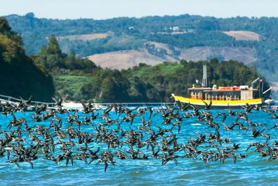 Experiencia de conducción autónoma en el distrito de los lagos de Chile: 5 días Experiencia de conducción autónoma en el distrito de los lagos de Chile: 5 días