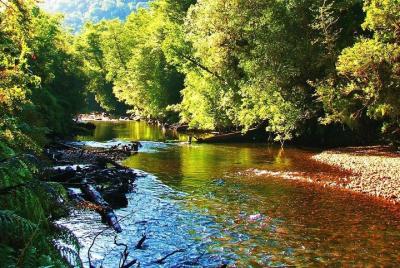 Alerce Andino Parque Nacional.
