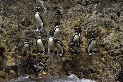 Excursión Premium Compartido Full Day Ancud,Pinguineras Piñihuil y Campo Chilote