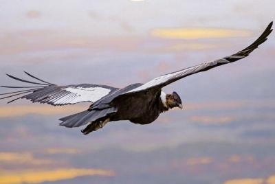 Cóndores Punta Arenas