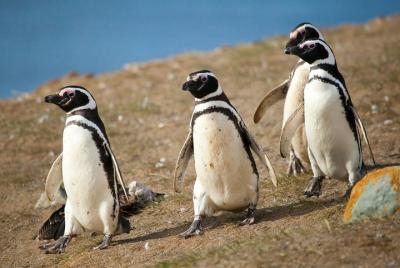 Excursión a la colonia de pingüinos de Isla Magdalena: navegación y caminata en la isla