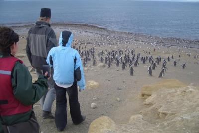 Excursión por la costa: Reserva Natural de Pingüinos de Magallanes en isla Magdalena desde Punta Arenas