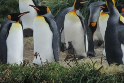 FULL DAY KING PENGUIN COLONY (tours privados)