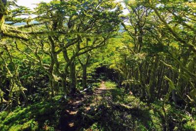 Reserva Nacional Magallanes desde Punta Arenas