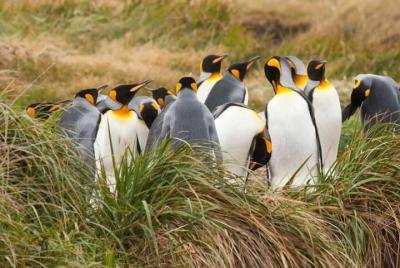 Parque Rey Pingüino desde Punta Arenas