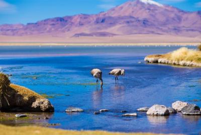 Piedras Rojas Trekking en Atacama Piedras Rojas Trekking en Atacama