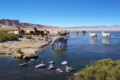 Salar de Tara en Atacama Salar de Tara en Atacama