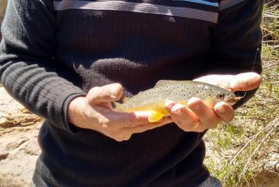 Tour de pesca con mosca desde Santiago