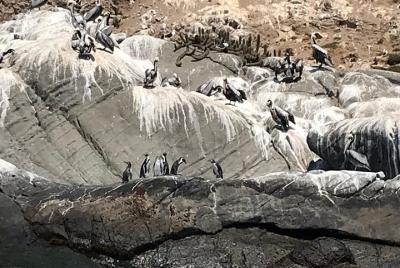 ¡Animales salvajes, flora, bebidas típicas chilenas y comida! Pingüinos y sandboard! ¡Animales salvajes, flora, bebidas típicas chilenas y comida! Pingüinos y sandboard!