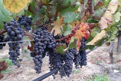 Programa 3 días y 2 noches Santiago ciudad y Viñedo Programa 3 días y 2 noches Santiago ciudad y Viñedo