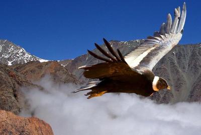 Excursión de medio día al Valle Nevado con queso y vino Excursión de medio día al Valle Nevado con queso y vino