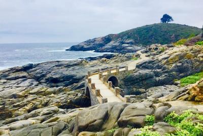 ¡Pingüinos, sandboard y comida chilena! Un fantástico tour de un día desde Santiago ¡Pingüinos, sandboard y comida chilena! Un fantástico tour de un día desde Santiago