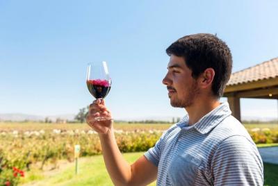 Viñedo Día Completo ( 2 Viñas y Degustación ) Viñedo Día Completo ( 2 Viñas y Degustación )