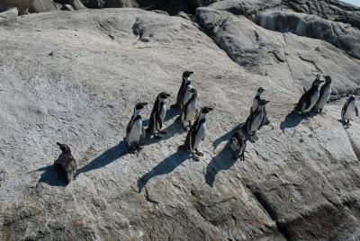 Isla de los Pingüinos en Cachagua + Costa de Zapallar (DESDE EL TOUR PRIVADO DE VALPARAISO) Isla de los Pingüinos en Cachagua + Costa de Zapallar (DESDE EL TOUR PRIVADO DE VALPARAISO)