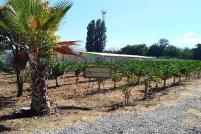 Vinos en el Valle del Aconcagua desde Valparaíso Vinos en el Valle del Aconcagua desde Valparaíso