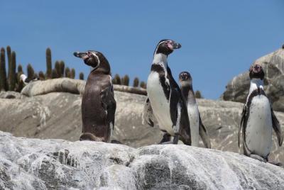 Excursión Privada para Cruceros en Valparaíso: Isla de los Pingüinos Excursión Privada para Cruceros en Valparaíso: Isla de los Pingüinos