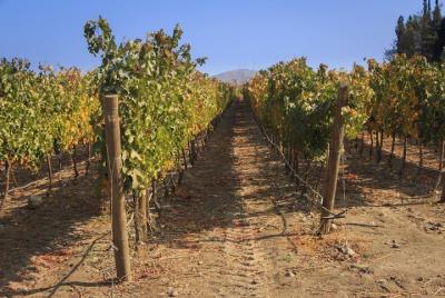 Tour Privado: Excursión de un día al Valle de Casablanca, que incluye Casas del Bosque Tour Privado: Excursión de un día al Valle de Casablanca, que incluye Casas del Bosque