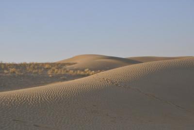 02 días 01 noche camello safari