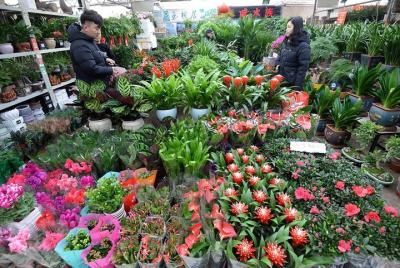 Parque Mundial de Beijing y mercado de flores de visita con servi