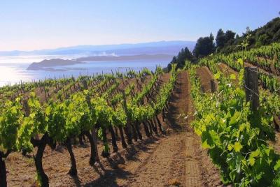 Experimente el tour de vino y aceite de oliva