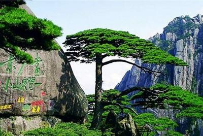 Excursión privada de un día a la montaña amarilla de Huangshan y la calle antigua de Tunxi con todo incluido