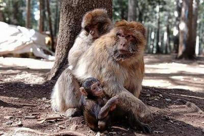 Excursión de un día desde Fez a la montaña del Atlas Medio IMOUZAR IFRANE AZROU (privado) Excursión de un día desde Fez a la montaña del Atlas Medio IMOUZAR IFRANE AZROU (privado)