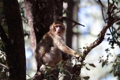 Un viaje a las montañas del Atlas Medio Un viaje a las montañas del Atlas Medio