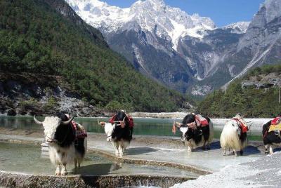 Yak Meadow en Jade Dragon Snow Mountain y Shuhe Ancient Town de Lijiang Yak Meadow en Jade Dragon Snow Mountain y Shuhe Ancient Town de Lijiang
