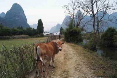 Excursión privada a pie por el río Li: destacados de Xianei a Xingping Excursión privada a pie por el río Li: destacados de Xianei a Xingping