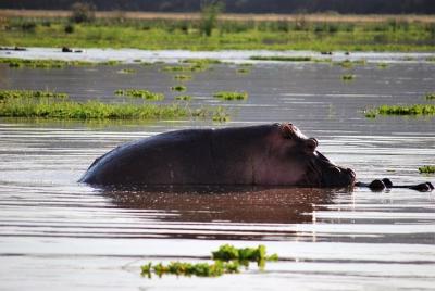 Safari aventurero en Zimbabwe y Botswana
