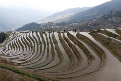 Excursión de un día a las plantaciones de té de Guilin y a las terrazas de arroz de Longji desde el hotel Yangshuo Excursión de un día a las plantaciones de té de Guilin y a las terrazas de arroz de Longji desde el hotel Yangshuo