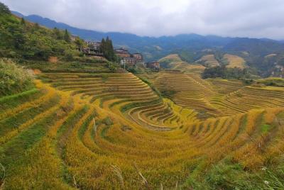 Excursión de un día a las plantaciones de té de Guilin y a las terrazas de arroz de Longji desde el hotel Xingping Excursión de un día a las plantaciones de té de Guilin y a las terrazas de arroz de Longji desde el hotel Xingping