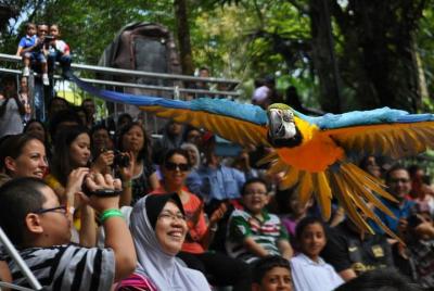 Boleto de entrada al parque de aves de Kuala Lumpur con recorrido