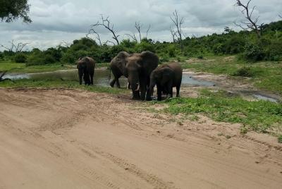 Excursión de un día a Chobe desde las cataratas Victoria