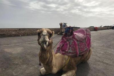 Viaje en camello en Agadir