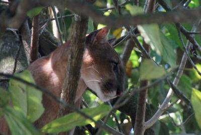 Excursión a Corcovado: 1 noche en la estación Sirena con inicio y finalización en la Bahía Drake
