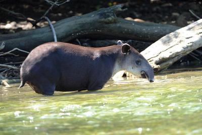 Noche en Sirena, Corcovado de Bahía Drake
