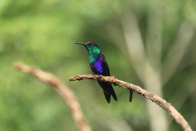 El mejor tour de observación de aves alrededor del volcán Arenal